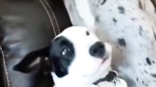 The end, funny animals