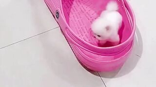 funny and cute dogs