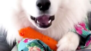 funny and cute dogs