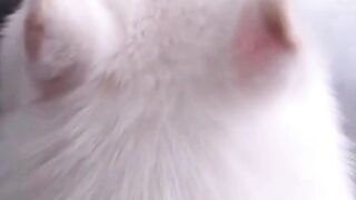 funny and cute dogs