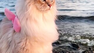 Omg, You seen this vodeo ❤️