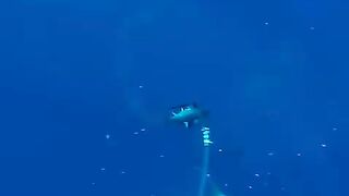 Shark attack
