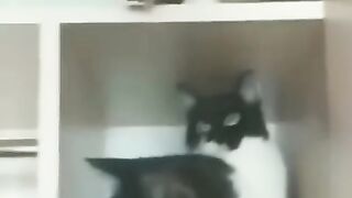 These Funny CATS Will Make Your Day - Funniest Cat Videos #cat #funny #funnycats #funnyshorts #funnyvideo #shortvideo #short #shorts