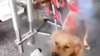 Funny super animals