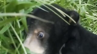Funny Animals for When You Need to Relax - Best Of The 2022 Funny Animal Videos - TRY NOT TO LAUGH!