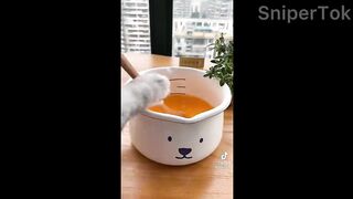Funny Cats