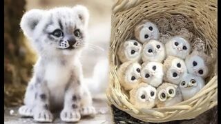 Baby cute animals
