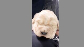 Dogs(tiktok)