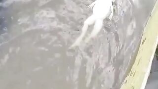 frog chilling funny video 8