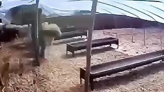 unlucky guy finny video 9