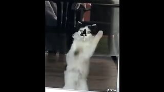 Funny tiktok of cats and doggos