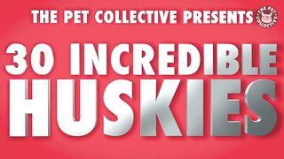Funniest Husky Videos