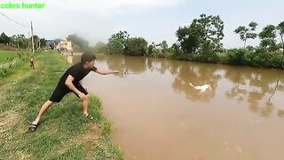 Chicken was swallowed by a giant snake
