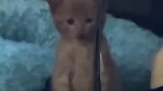 Cute_Funny Animal TikToks that Will Brighten Up Your Day ????.mp4