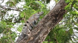 cute animals 3, Cute and Funny animals Video