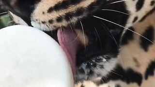 Домашняя милашка