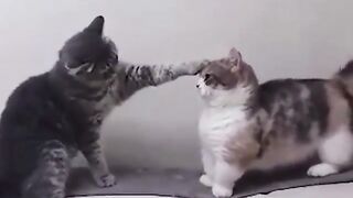Funny cat
