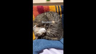 Funniest TikTok Dogs and Cats #52 - Try Not to Laugh with TikTok Animals 2023| OnPets Sparkle