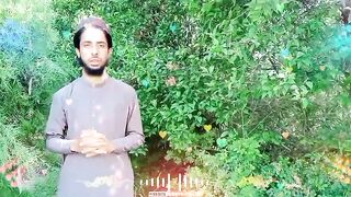 Pashto Tarana | پشتو ترانہ