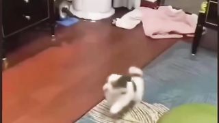 funny and cute animal compilation