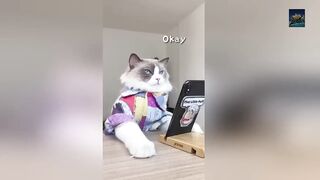 Cats make food 2023 "That Little Puff" Tiktok Compilation 3
