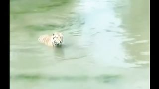 Animal World
