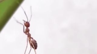 La Réaction de Ces Animaux Vont Vous Choquer