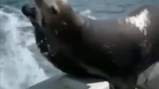 Crazy animal moments.Super!!!