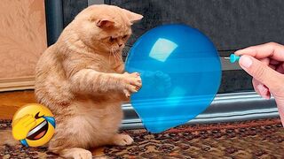 ???? It's To LAUGH When Watching This Video Of The FUNNIEST CATS On Earth ???? - Funny Cats Life 4