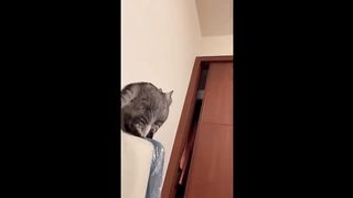 ????HOLDING YOUR LAUGH while Watching these video???? - Funny Cats Life 6