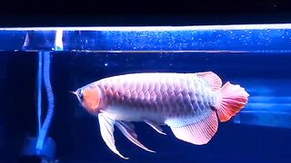 Ikan arwana merah dari Kalimantan Barat