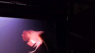 Ikan Arwana merah dari Kalimantan