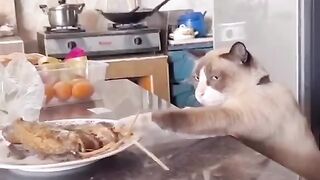 criminal cat