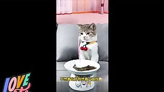 Baby Cats - Cute and lovely Cat Videos.