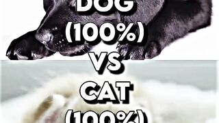 Cat vs Dog funny video