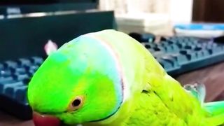 This parrot daughter and mom talking to together