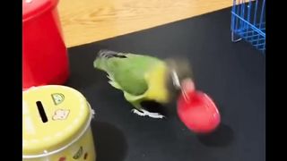 This video work parrot in full train