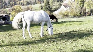 THE NUTRIOTIONAL VALUE OF HORSE MILK