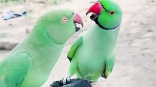 2 parrot talking together ????????