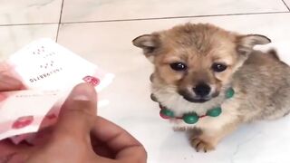 Baby Dogs - Cute Dogs Compilation 2022 #4