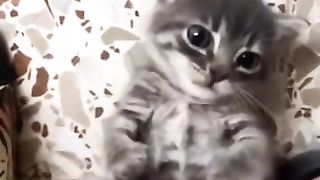 Tik Tok compilations de chats drôles et mignons