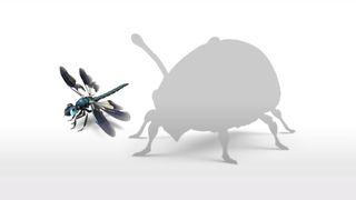animash generating result dragonfly.