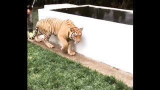 Funny Tiger ????