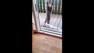 Funny cat compilation part 1