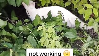 la france et c'est chat