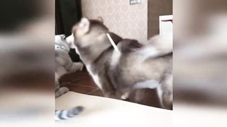 Funny cat compilation part 7