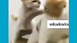 Funny cats 58