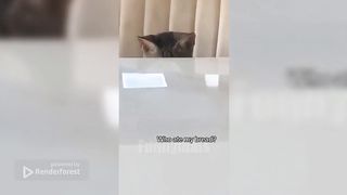 Funny animals 2023???? - Funniest Cats and Dogs Video 4