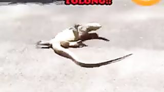 Funny Animals 23