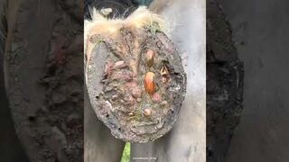 SATISFYING ! A lot of mud in this hoof !